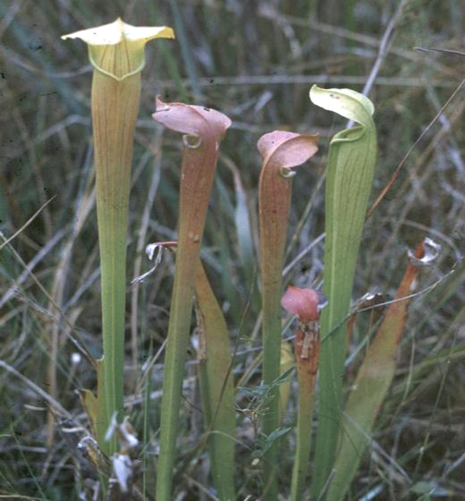 Online Plant Guide Sarracenia leucophylla / Pitcher Plant